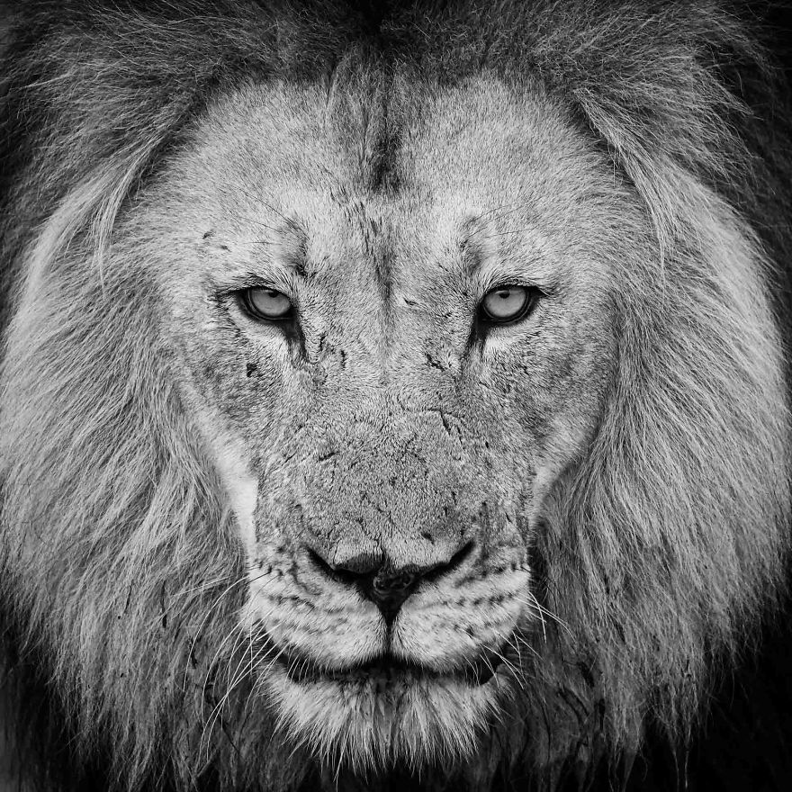 My Love Of Black And White Photography Of Lions
