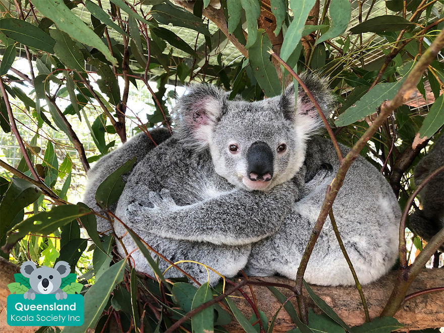 Two Koalas, One Cute Face!