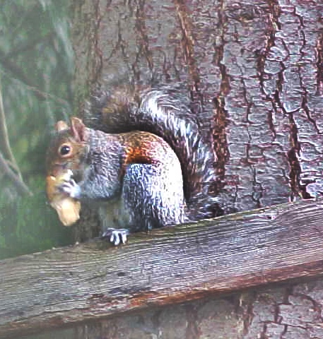 last-squirrel-5f0771c4bcc02.jpg