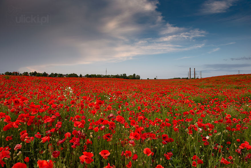 I Photographed Poppy Fields During A Storm (6 Pics)