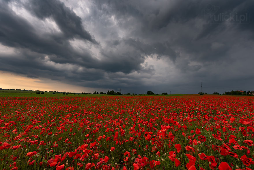 I Photographed Poppy Fields During A Storm (6 Pics)