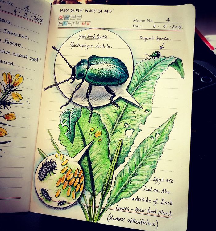 Woman Decides To 'Record' The Things She's Discovering, Starts A Journal To Illustrate The Natural World