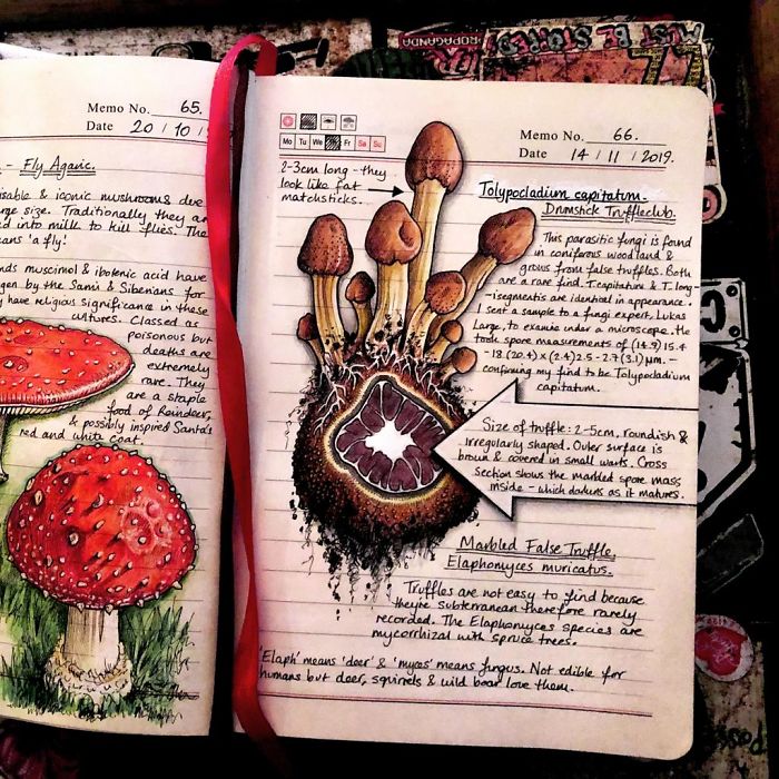 Woman Decides To 'Record' The Things She's Discovering, Starts A Journal To Illustrate The Natural World