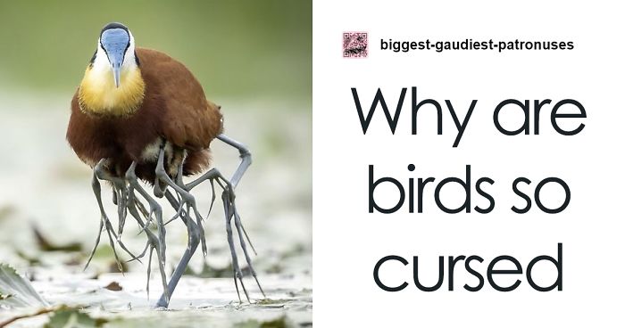Person Compiles “A Non-Comprehensive List Of Birds That Piss Me Off”, And It’s A Hilariously Nonsensical Read