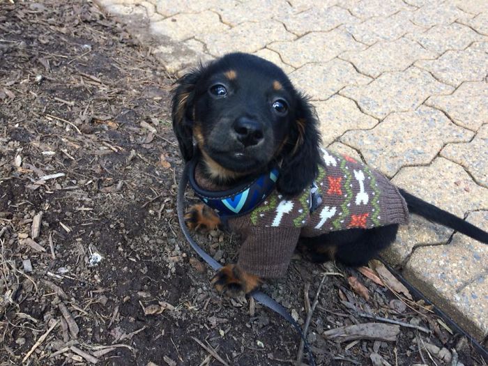 Onix In His First Sweater