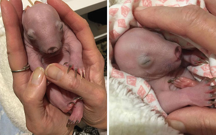 An Orphaned Baby Wombat Was Found In Her Dead Mother’s Pouch Weighing Just 120 Grams, Got Rescued