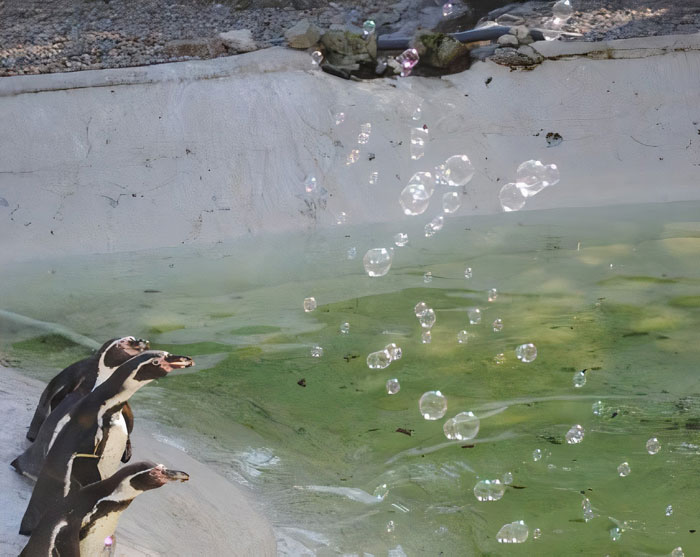 Someone Donates A Bubble Machine To The Penguins Of Newquay Zoo And They Love It
