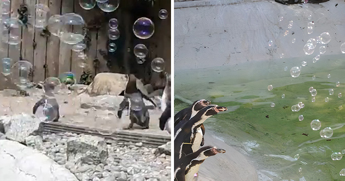 Someone Donates A Bubble Machine To The Penguins Of Newquay Zoo And They Love It