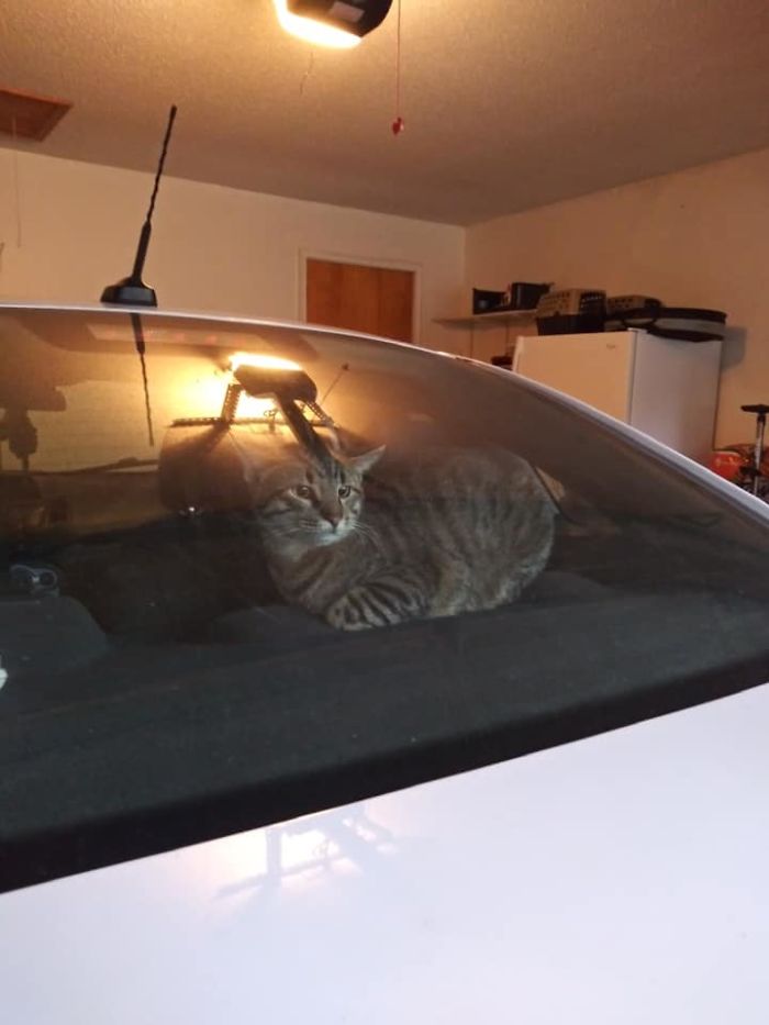Ese es mi coche, pero ese no es mi gato. Es del vecino