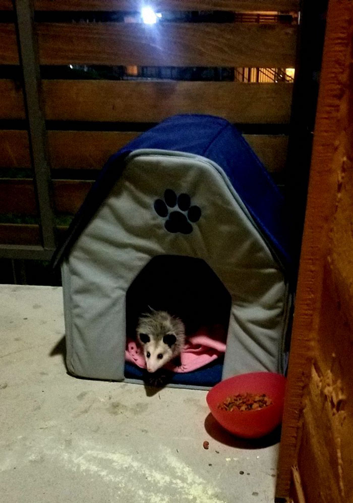 Llevo un tiempo dejando comida para un gato. Le hice un refugio y le puse una manta. Nunca lo veo durante el día, así que esta noche decidí intentar verlo. Mirad al "gato".