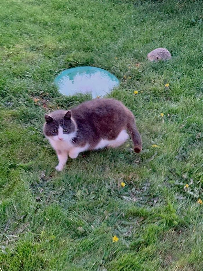 Our Resident Stray With A Hedgehog Friend Visiting At Dusk