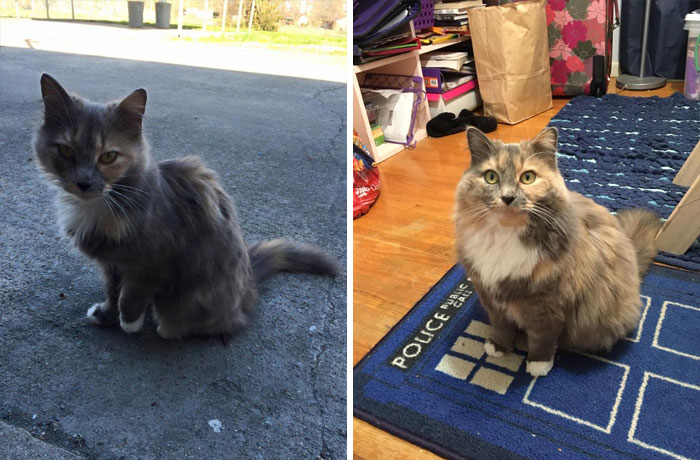 It Only Took A Few Months For Amelia Pond To Go From “My House, Not My Cat” To “How’d You Get So Fat?!?”