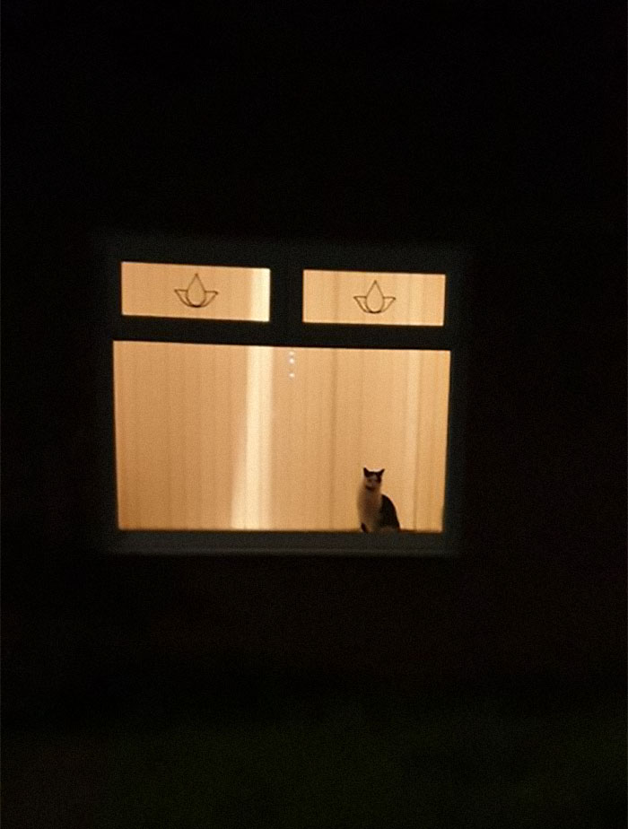 Ese es mi gato, pero esa no es mi casa