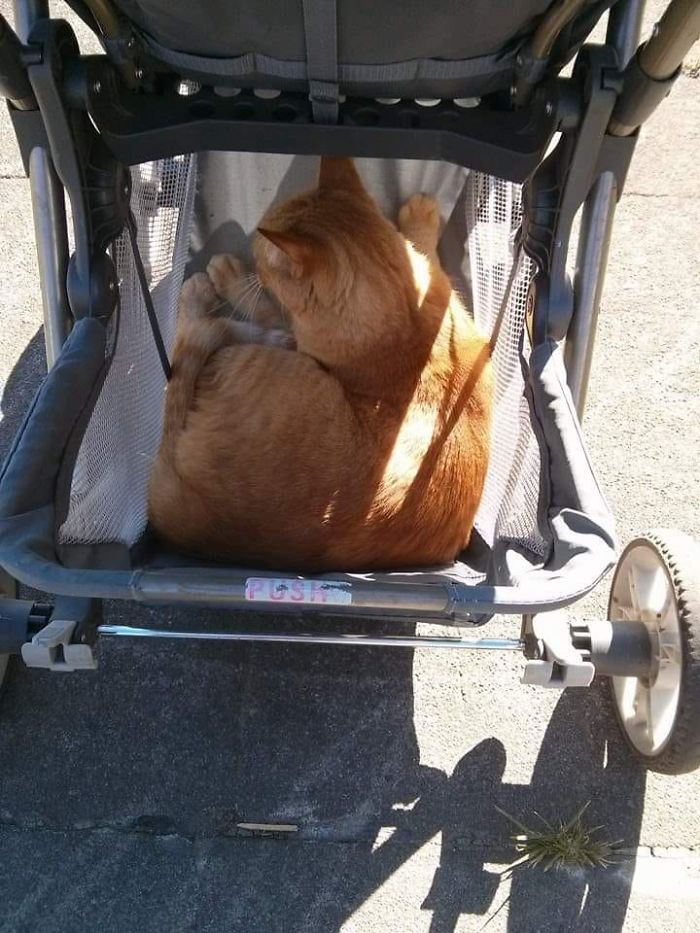 Es mi carrito pero no es mi gato. Se llama Ralph y quería pasearse por el vecindario
