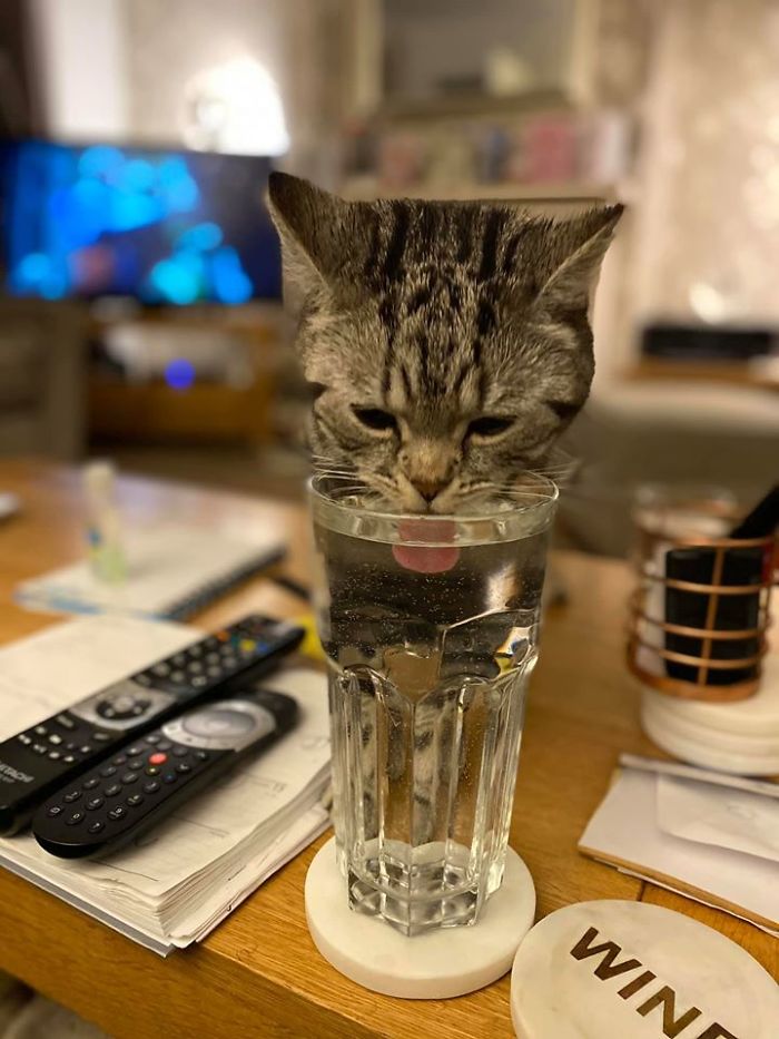 Mi casa, mi vaso de agua, pero no es mi gato bebiendo de él. Es el gato del vecino