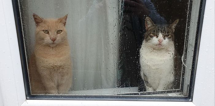 I Do Have A Cat, He's The Cat On The Left. The Cat On The Right Is Not My Cat. He Would Very Much Like To Be My Cat. I Too Would Also Like Him To Be My Cat. My Actual Cat Disagrees With All Of This, And So Do His Owners
