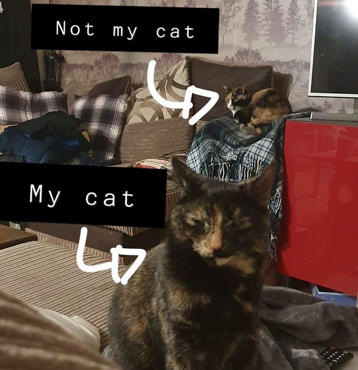 I Have 2 Gingers And A Tortie I Was Suffering With Insomnia Last Night So At 1am Heading Downstairs To Watch Netflix. Was Greeting By My Baby Tortie Oats And A Second Tortie!? My Living Room, Not My Cat