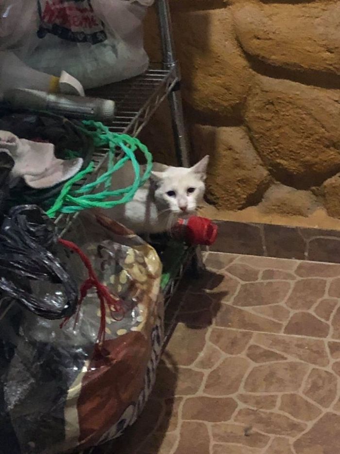 My GF Ask Me Why Did I Put A White Cat In Our Laundry Room, Didn't Know What She Was Talking A Out, Send Me The Pic Felt In Love With Cat, Cat Is Now Part Of The Family