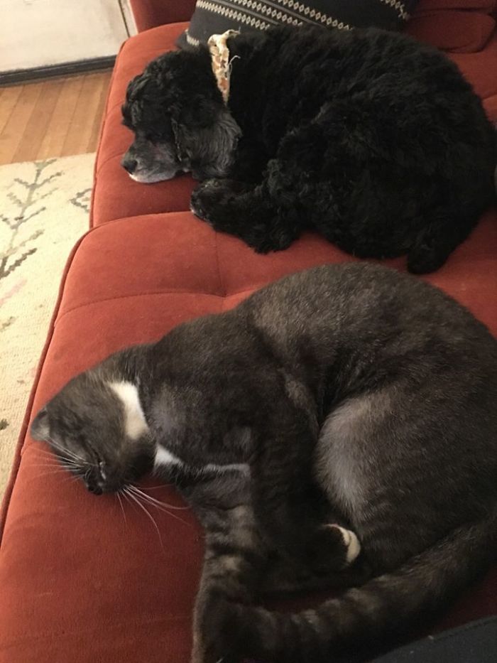 Mi perro y mi sofá, pero no mi gato