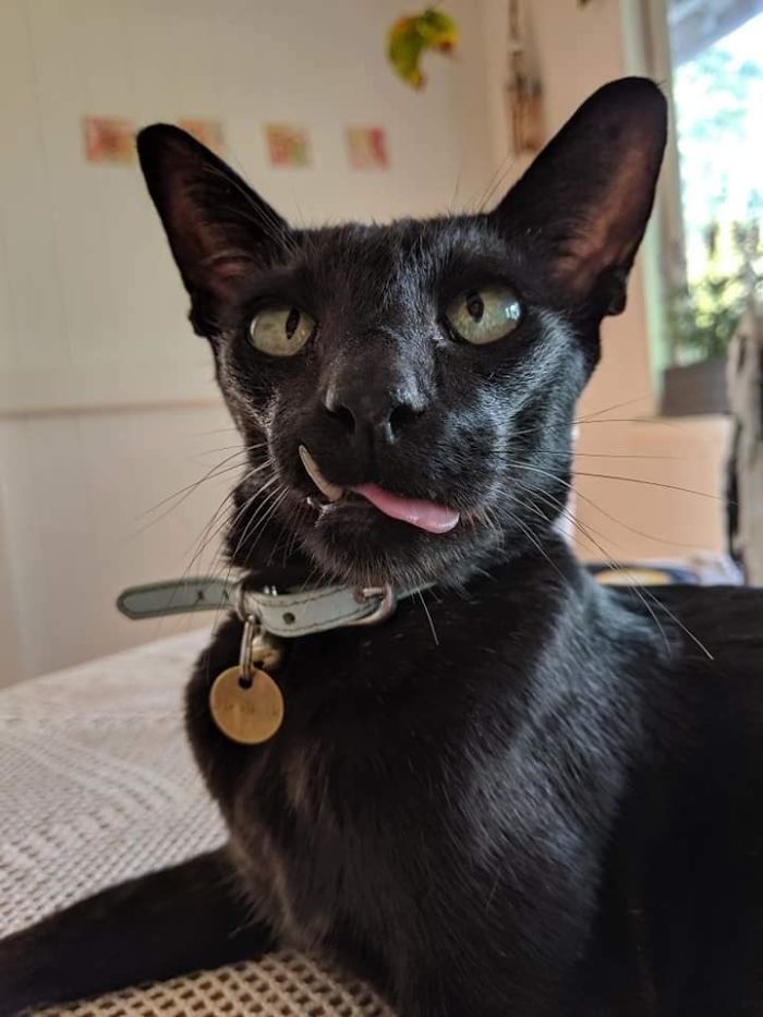 This Is Mr. Black. He Is Our Neighbours Cat Who Visits Us Every Day. He Is Not Ours But He Thinks He Is!! Here He Is Doing The Biggest Blep. He Has A Natural Snaggletooth