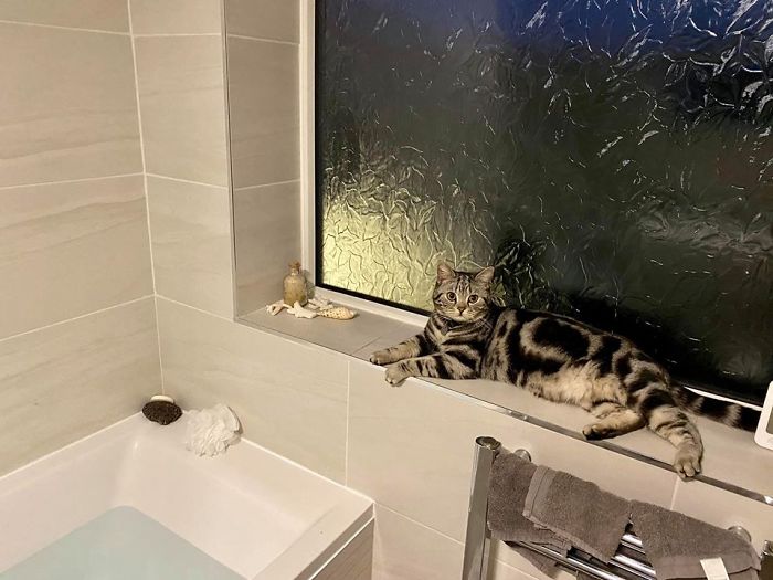 This Is My Bathroom.... This Is Not My Cat! This Is My Neighbours Cat Ted!