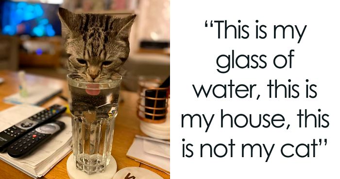 40 ‘My House, Not My Cat’ Pics That You Will Love If You’ve Ever Wanted To Find A Strange Cat Show Up In Your Home