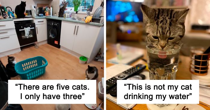 40 'My House, Not My Cat' Pics That You Will Love If You've Ever Wanted To  Find A Strange Cat Show Up In Your Home | Bored Panda