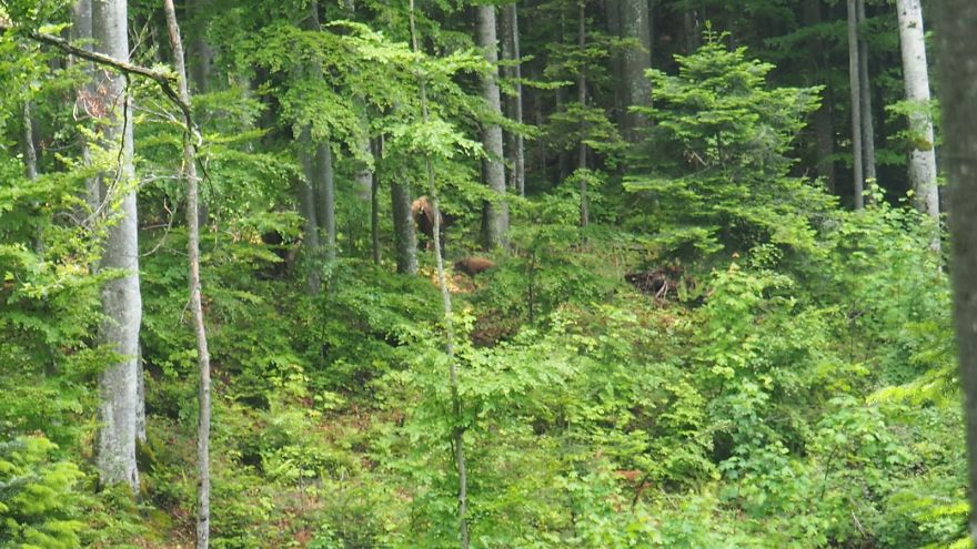 New Life In The Southern Carpathians New Life In The Southern Carpathians