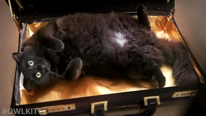 Here's A Parody Of Tarantino's "Pulp Fiction" With A Cat Starring In It
