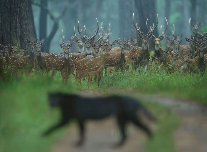 19 Stunning Photos Of A Rare Black Panther Roaming In The Jungles Of India