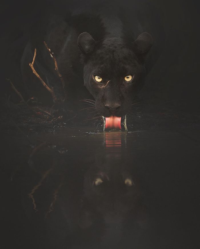19 Stunning Photos Of A Rare Black Panther Roaming In The Jungles Of India  | Bored Panda