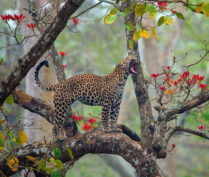 19 Stunning Photos Of A Rare Black Panther Roaming In The Jungles Of India