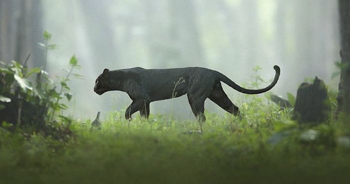 19 Stunning Photos Of A Rare Black Panther Roaming In The Jungles Of India  | Bored Panda