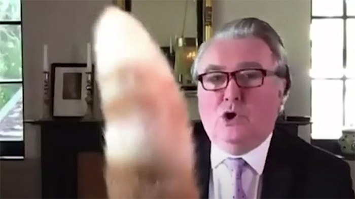 "I Apologize For My Cat’s Tail": Scottish MP Goes Viral After His Cat Photobombs A Zoom Meeting