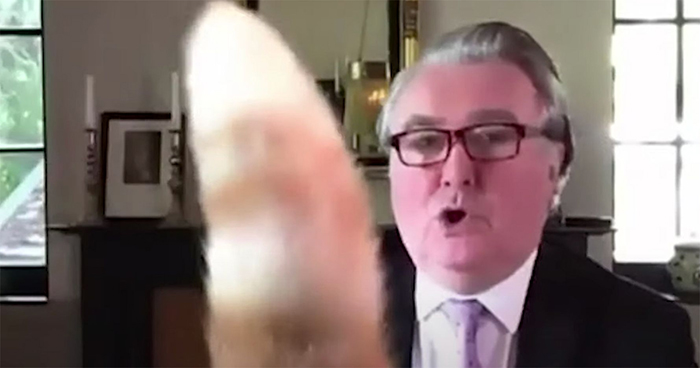 “I Apologize For My Cat’s Tail”: Scottish MP Goes Viral After His Cat Photobombs A Zoom Meeting
