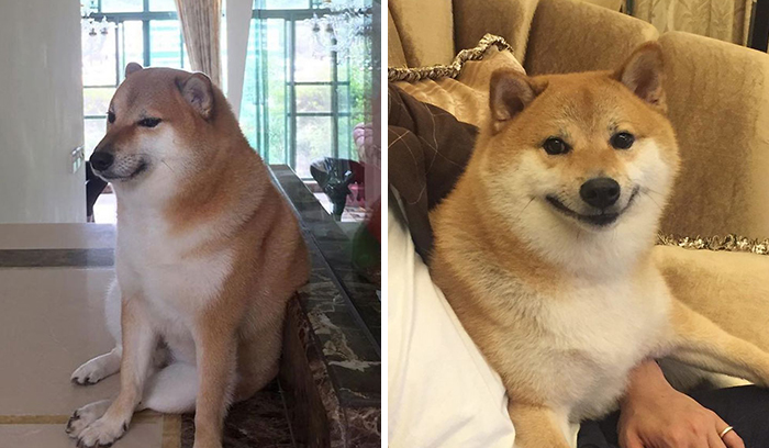 This Rescue Shiba Inu Is Responsible For The Hilarious Cheems Meme (30 Pics)