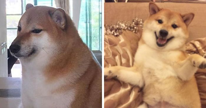 This Rescue Shiba Inu Is Responsible For The Hilarious Cheems Meme
