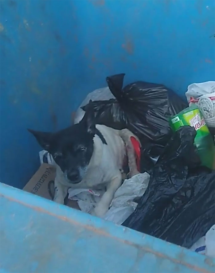 Dog With A Tumor Is Thrown Away In A Dumpster Like Trash