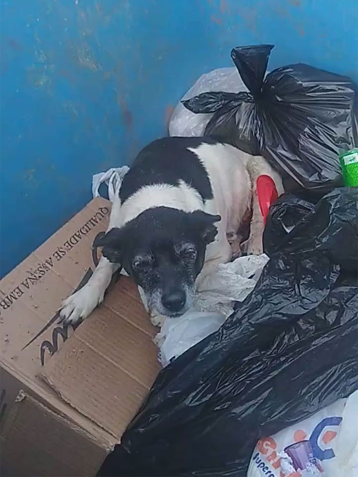Dog With A Tumor Is Thrown Away In A Dumpster Like Trash