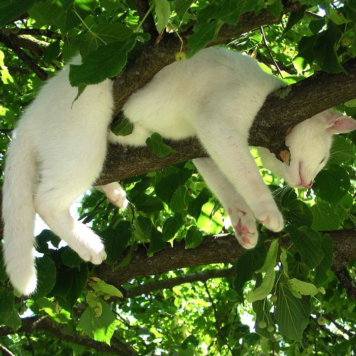 Sleeping-Cats-In-Trees
