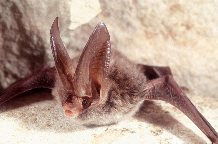 Rafinesque's Big-Eared Bat