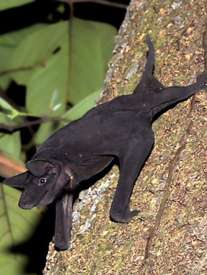 Hairless Bat