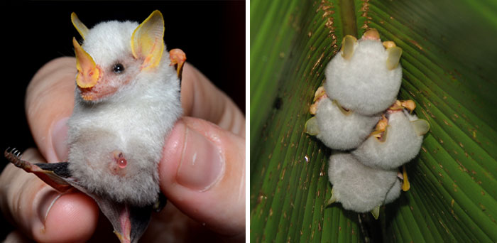 Murciélago blanco hondureño