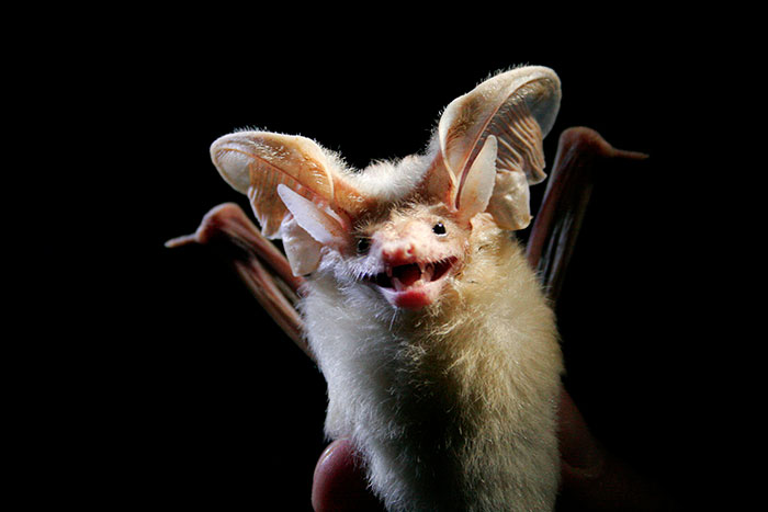 Desert Long-Eared Bat