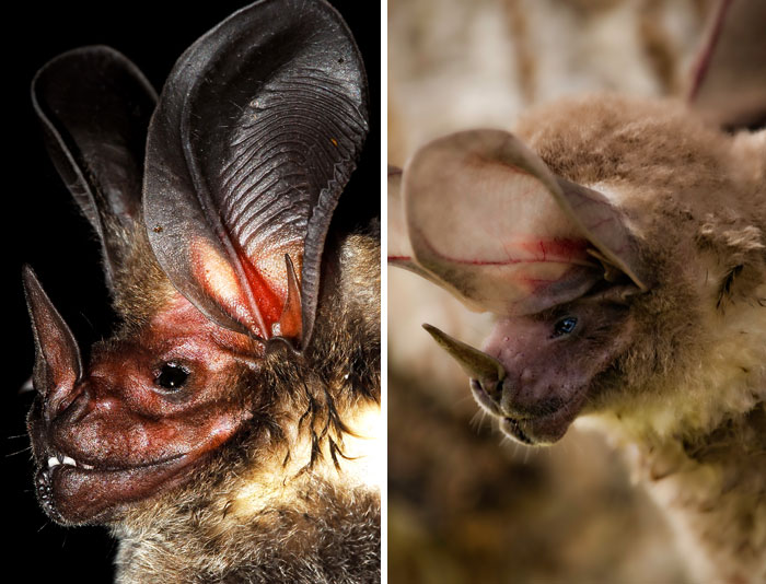 Murciélago de orejas redondas de garganta blanca