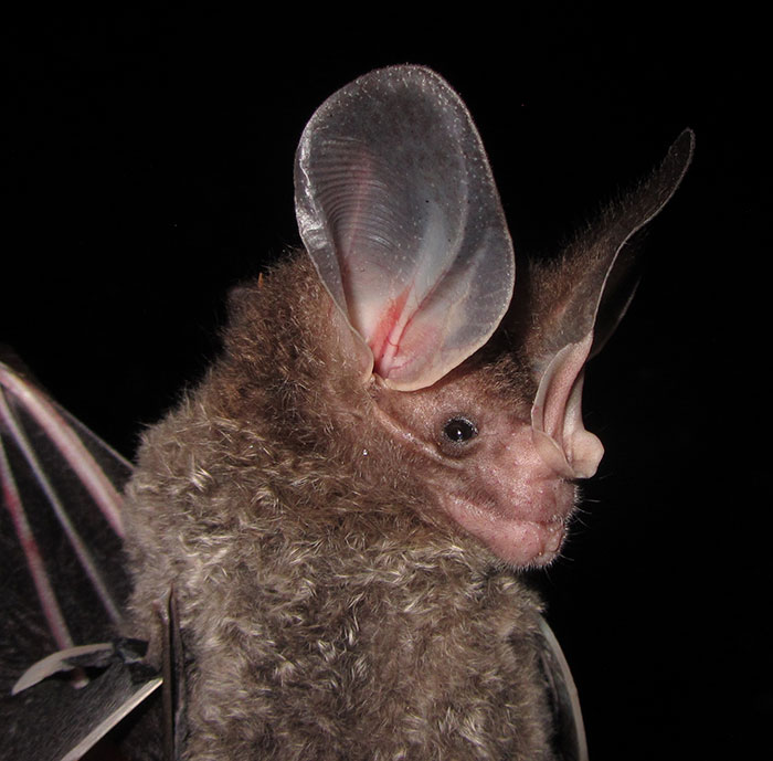 Big-Eared Woolly Bat