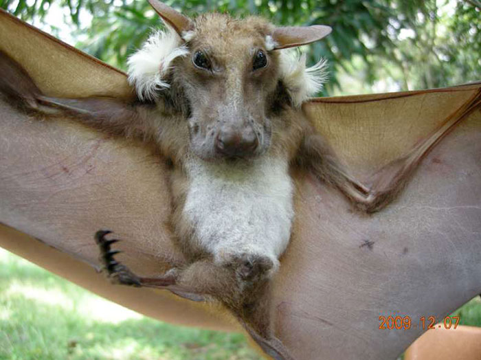 Buettikofer's Epauletted Fruit Bat