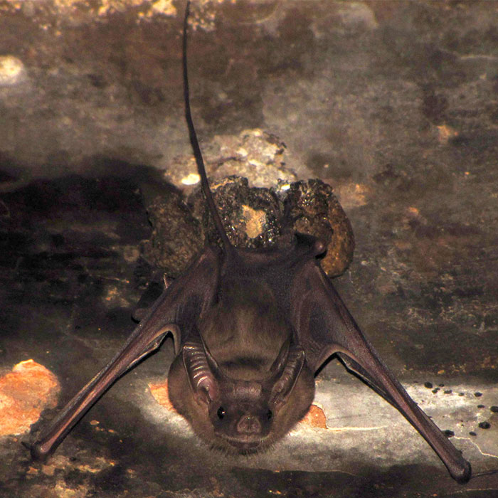 Lesser Mouse-Tailed Bat