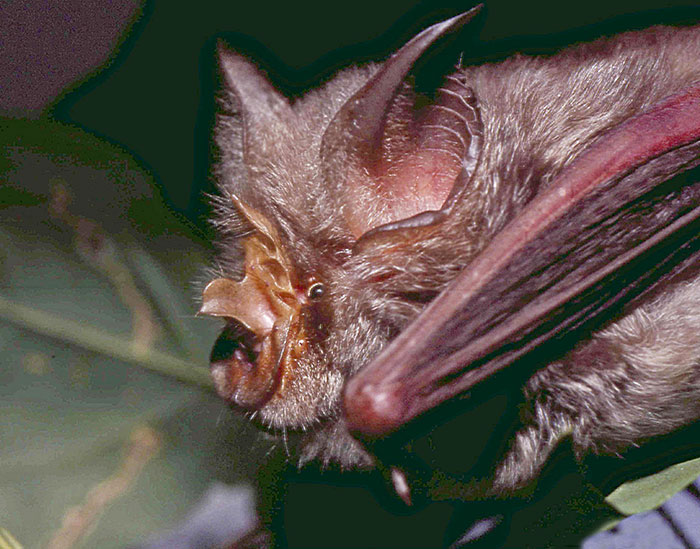 Rüppell's Horshoe Bat