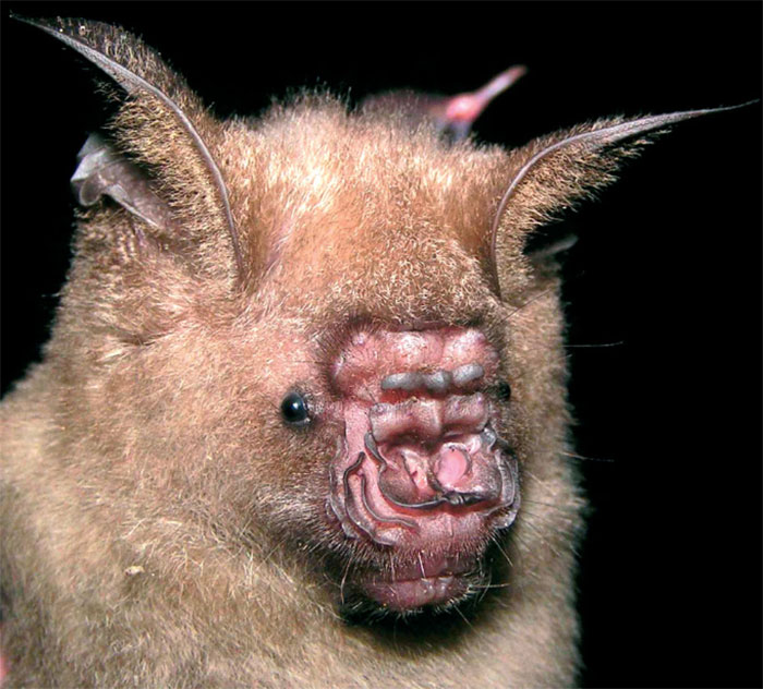 Pendlebury's Roundleaf Bat